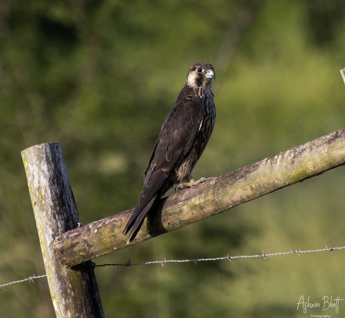 Peregrine Falcon - Ashwini Bhatt