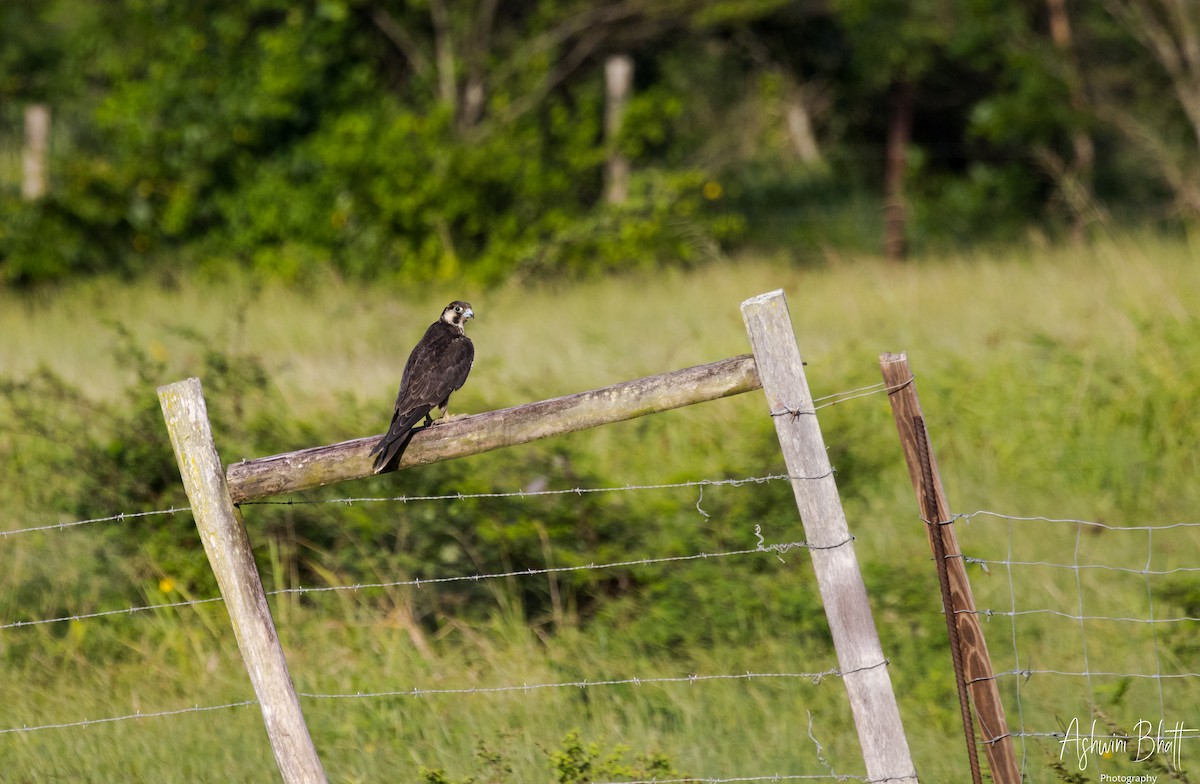 Peregrine Falcon - ML611323083