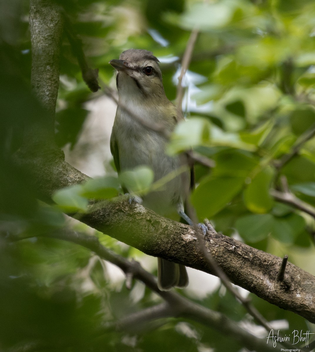 Black-whiskered Vireo - Ashwini Bhatt