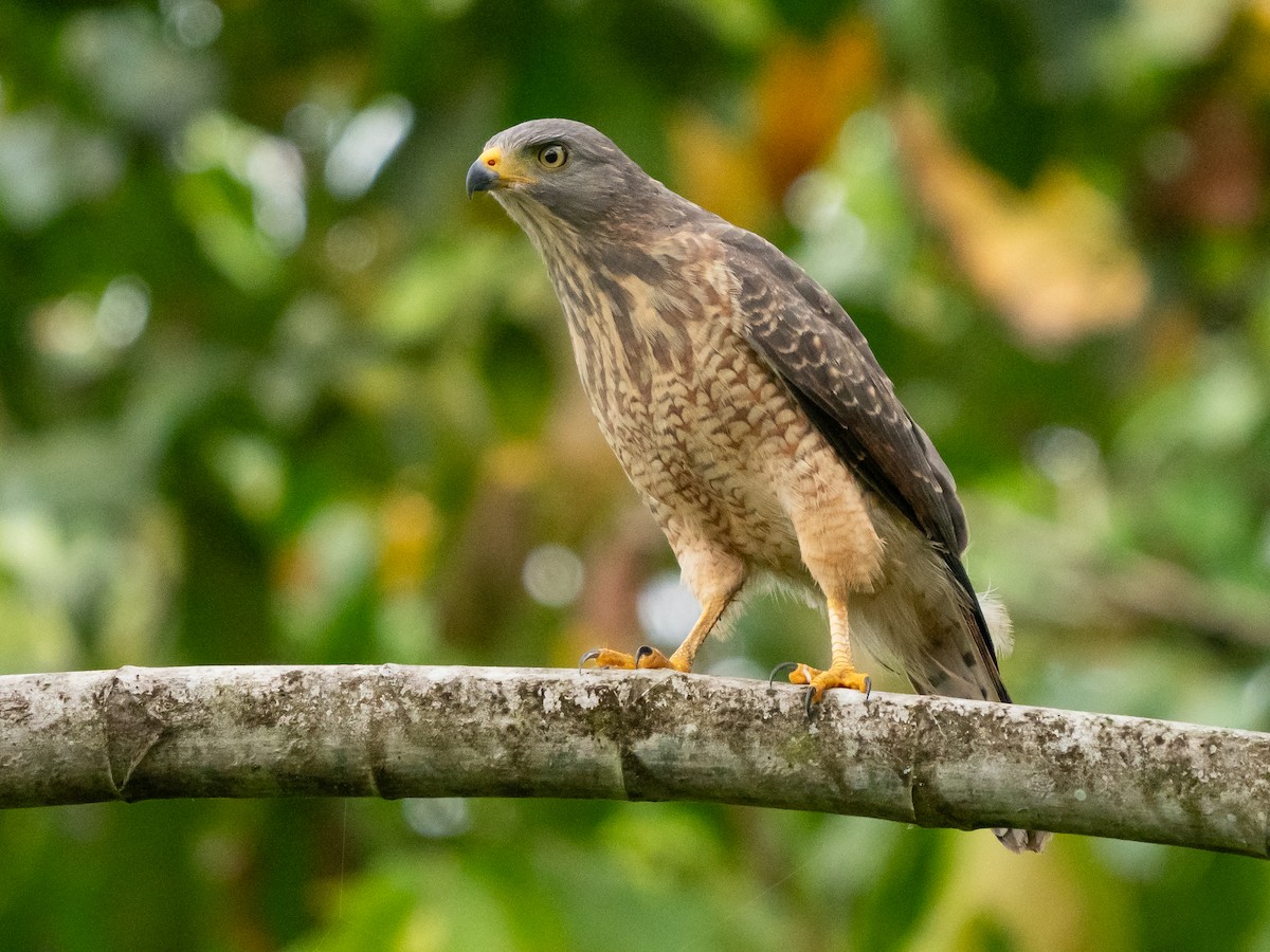 Roadside Hawk - ML611323111