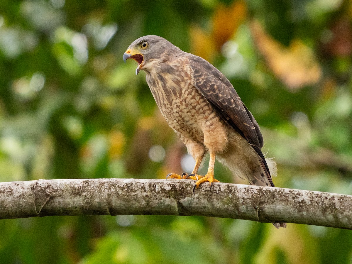 Roadside Hawk - ML611323112