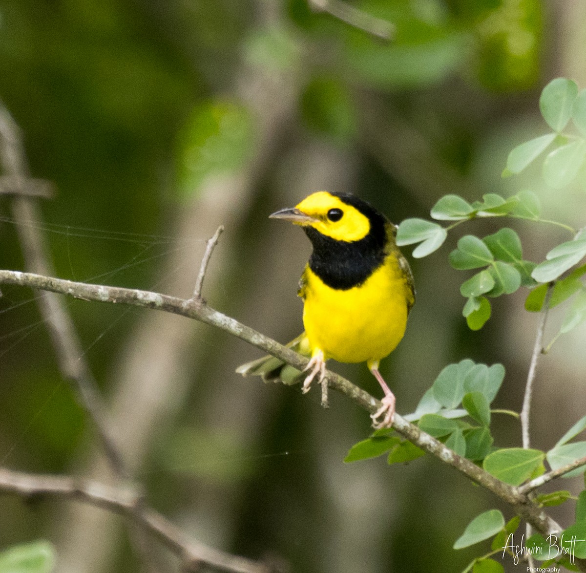 Hooded Warbler - ML611323116