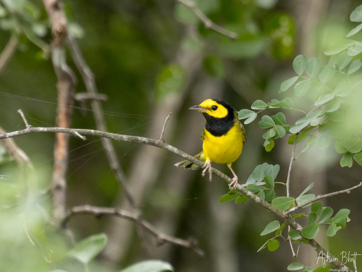 Hooded Warbler - ML611323117