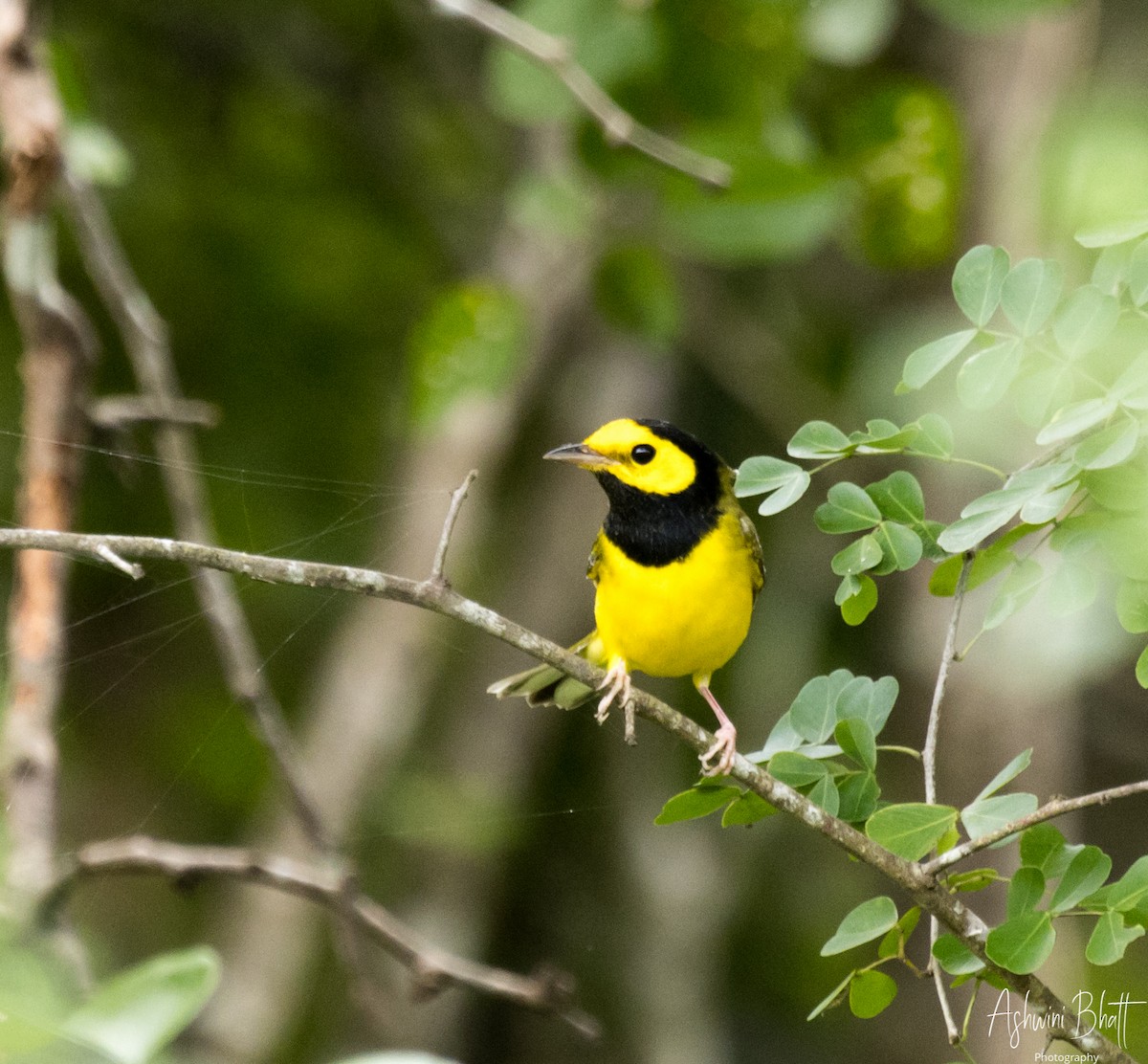 Hooded Warbler - ML611323118