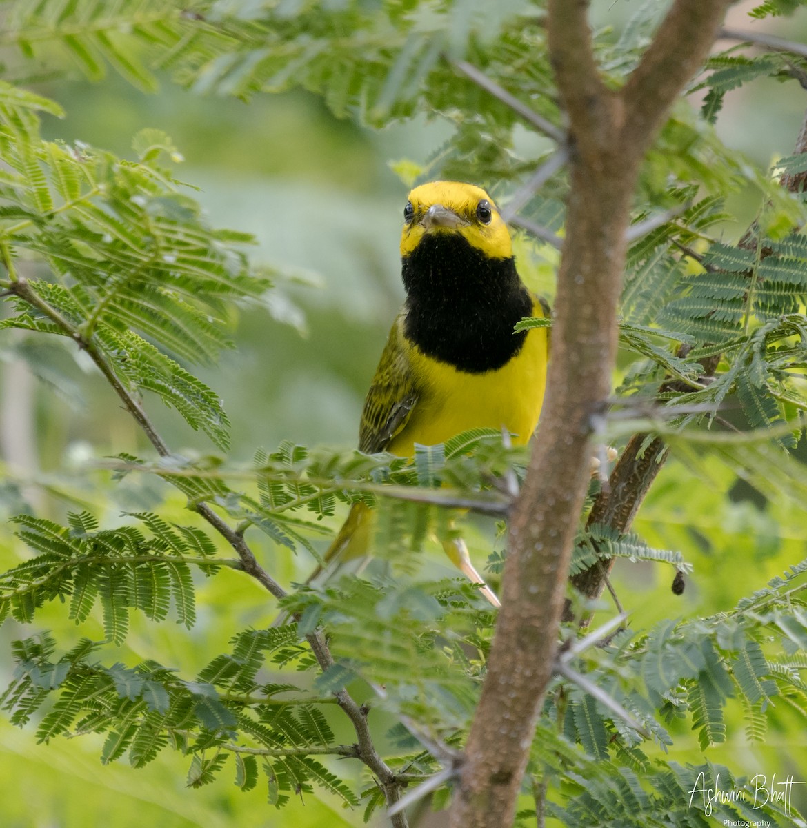 Hooded Warbler - Ashwini Bhatt