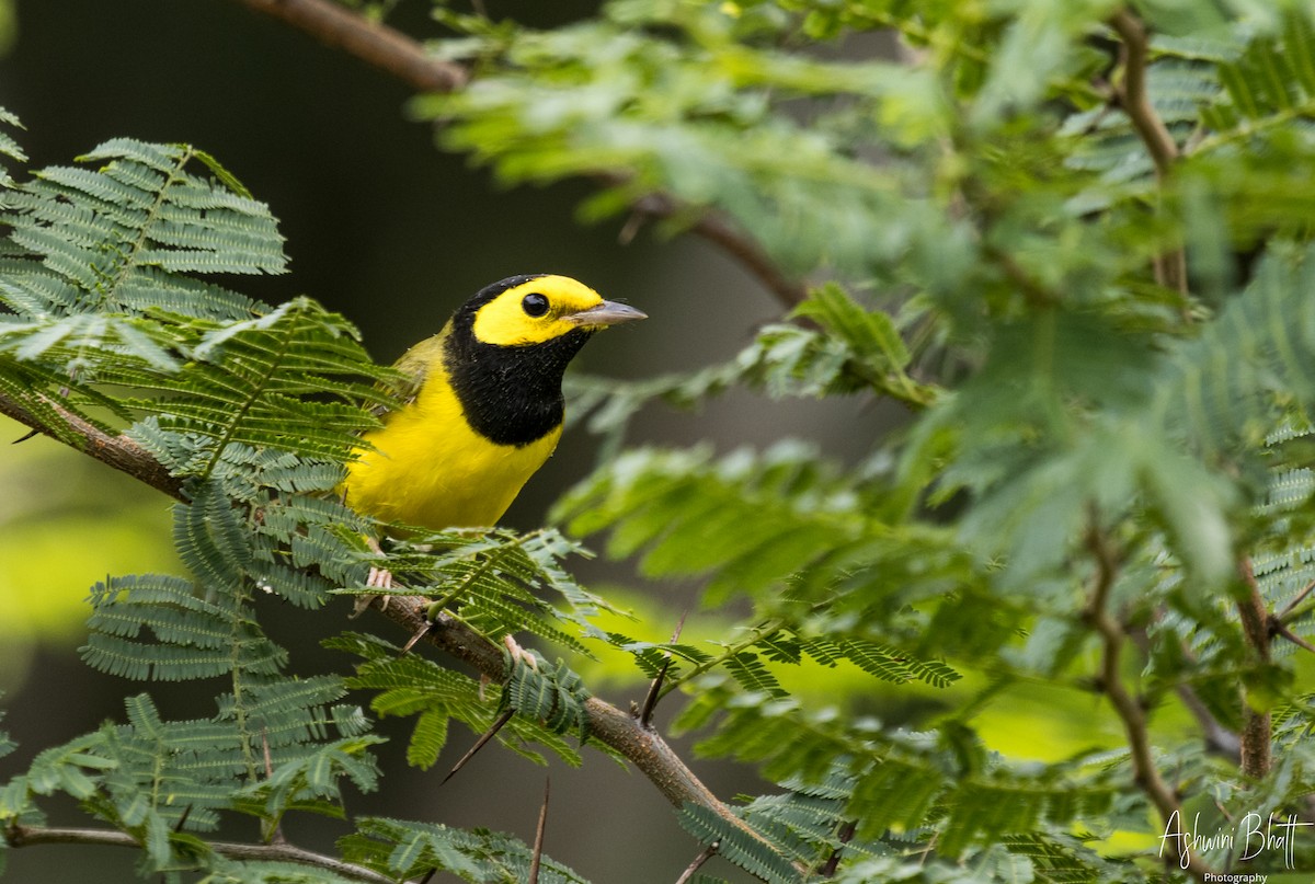 Hooded Warbler - Ashwini Bhatt