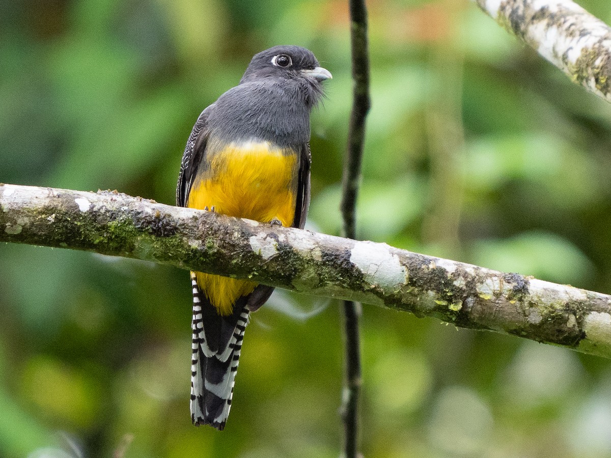 Gartered Trogon - ML611323121