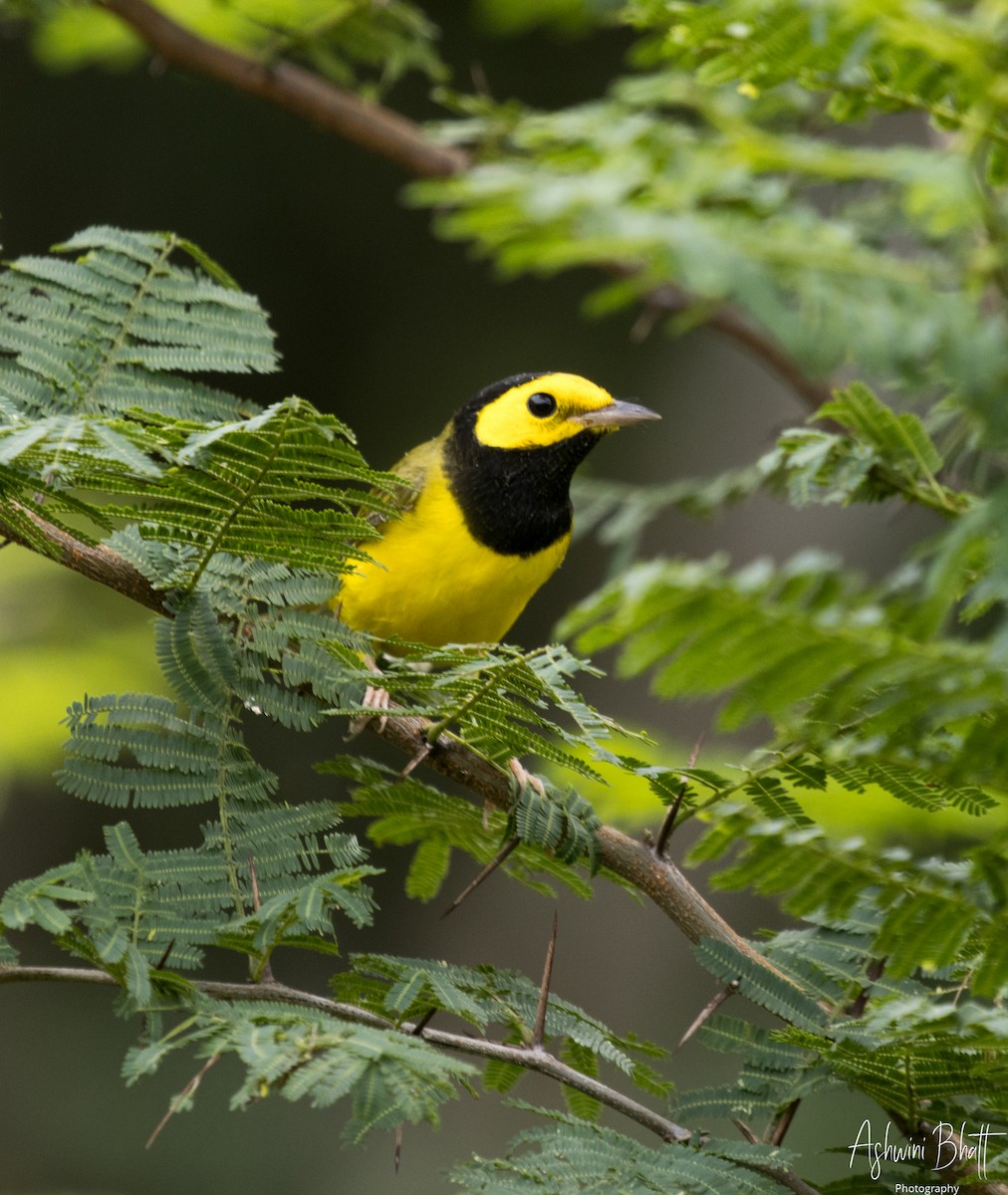 Hooded Warbler - ML611323123