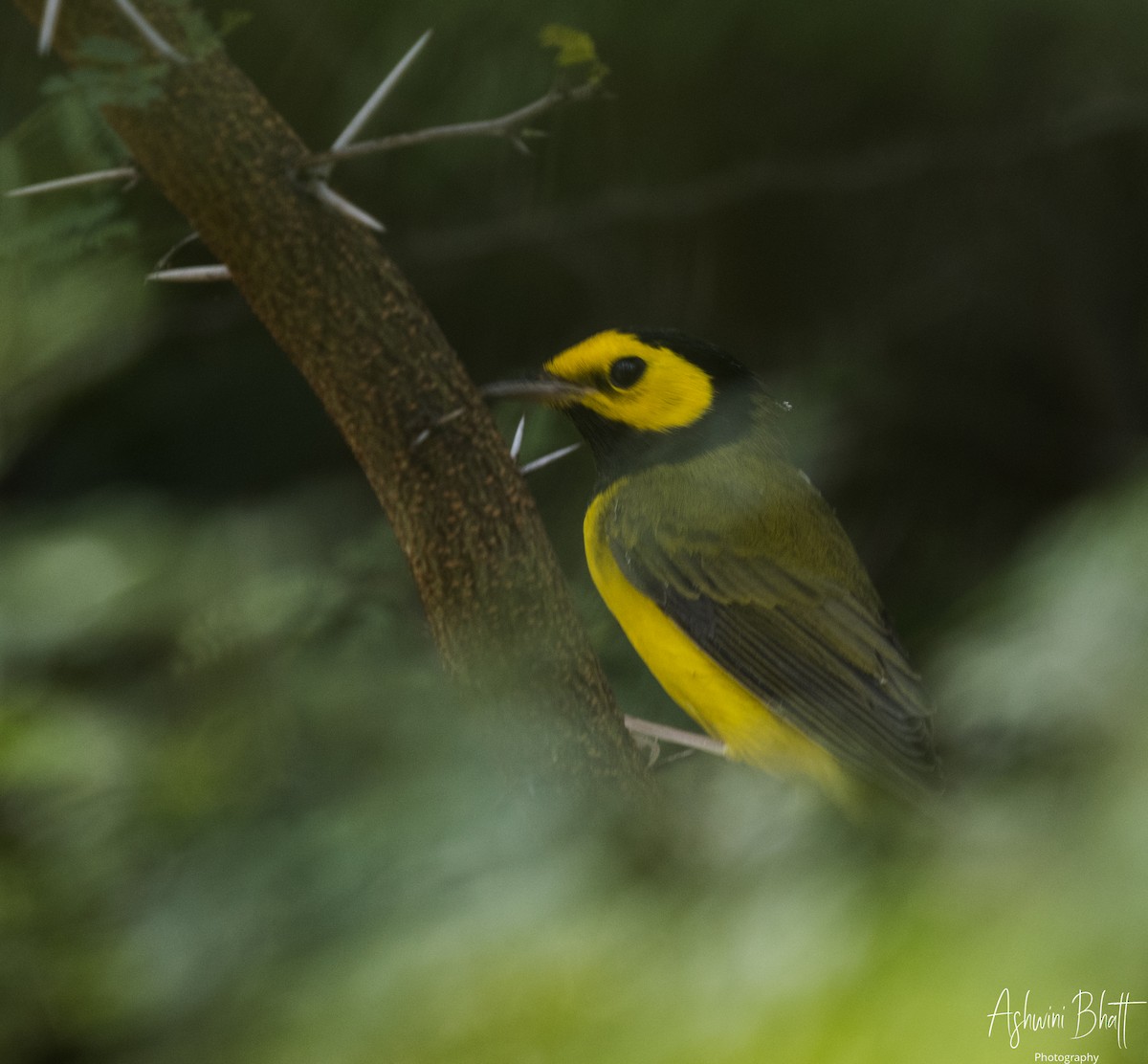 Hooded Warbler - Ashwini Bhatt