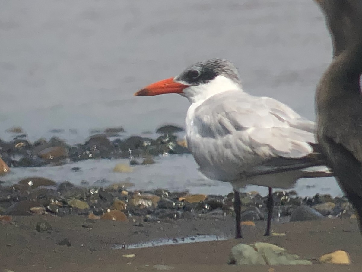 Caspian Tern - ML611323125