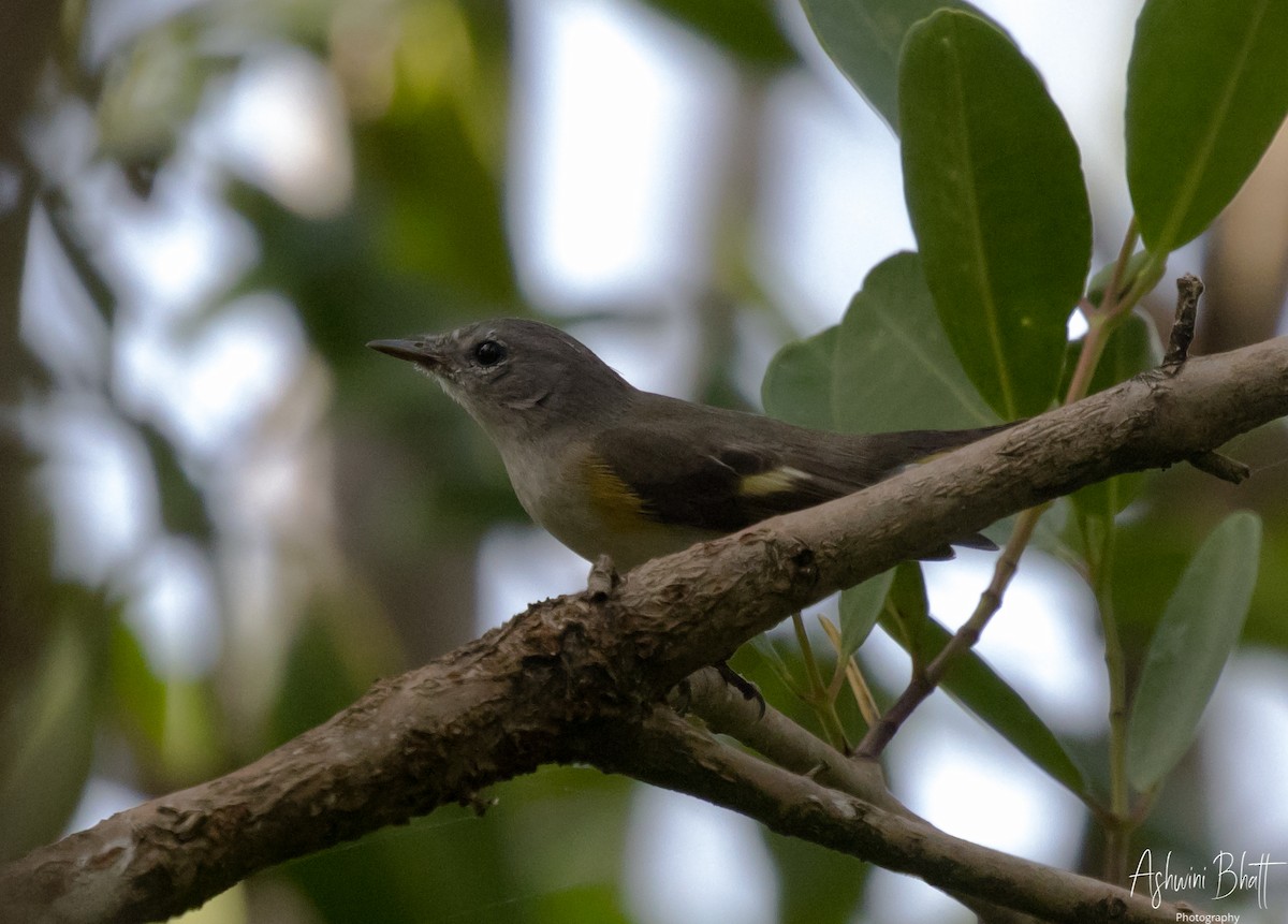 American Redstart - ML611323142