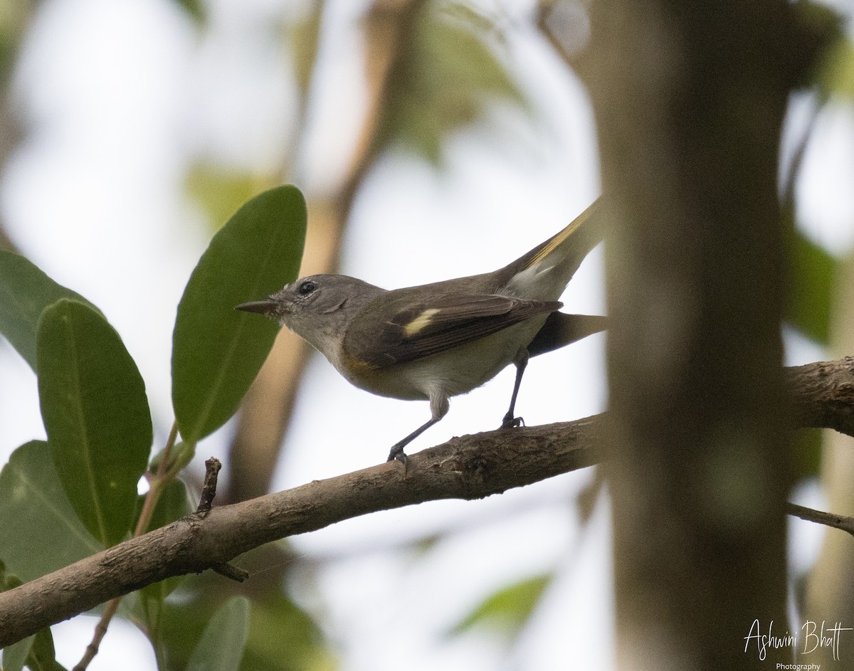 American Redstart - Ashwini Bhatt