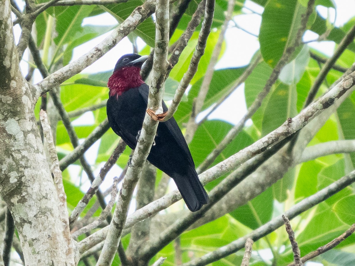 Purple-throated Fruitcrow - ML611323147