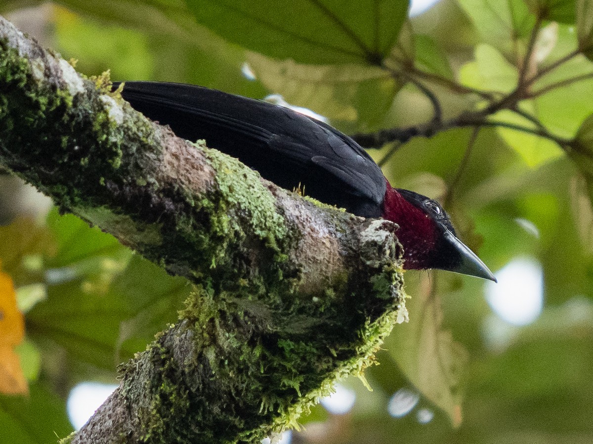 Purple-throated Fruitcrow - ML611323148