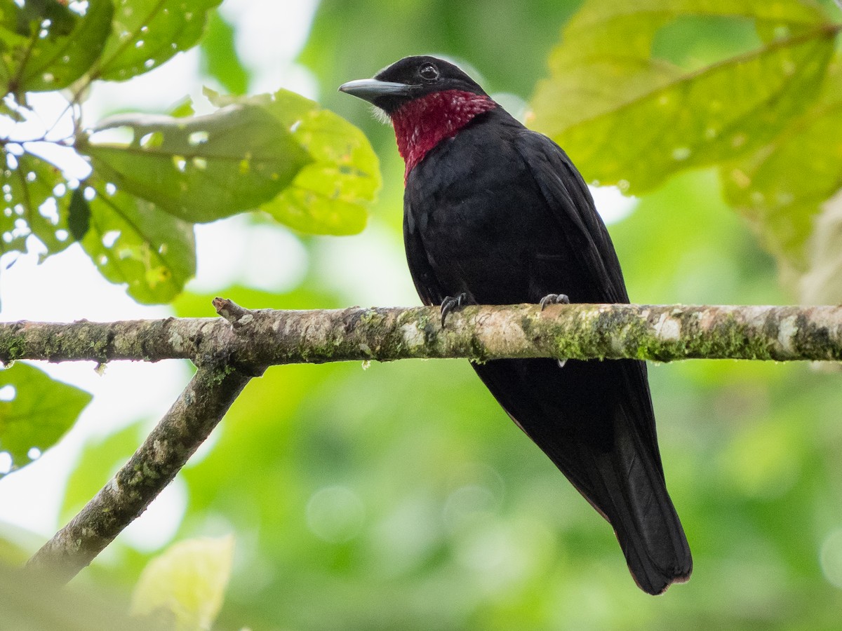 Cotinga Quérula - ML611323149