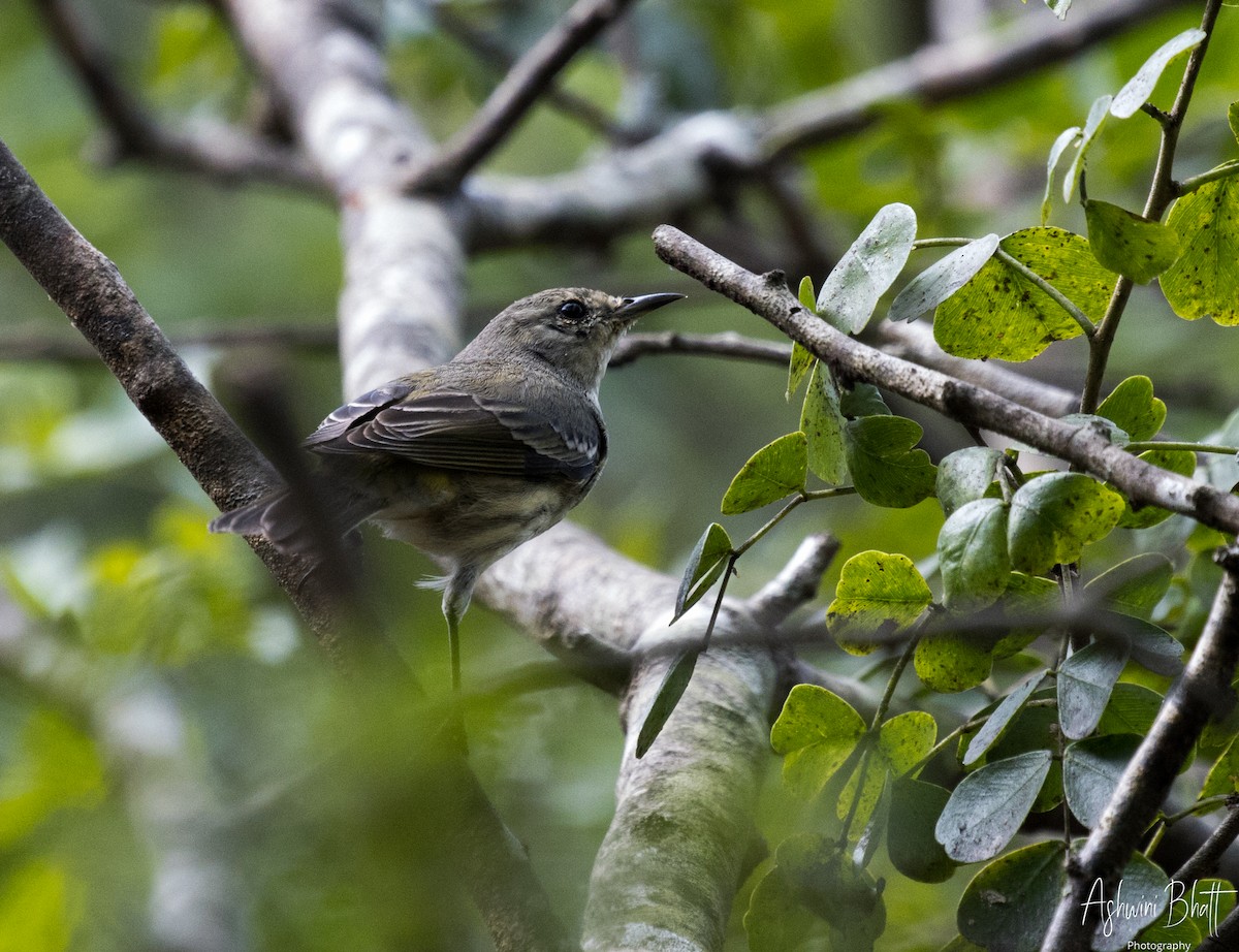 Cape May Warbler - ML611323154