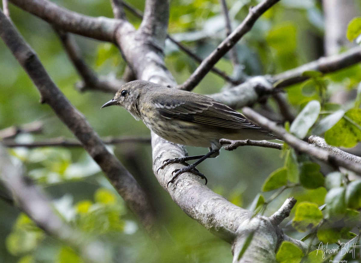 Cape May Warbler - ML611323155