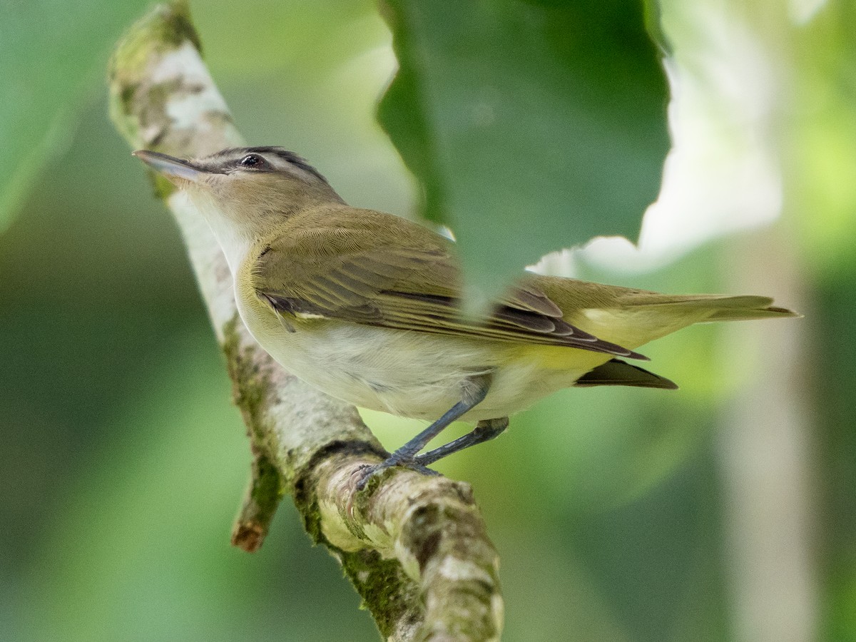 Red-eyed Vireo - ML611323162