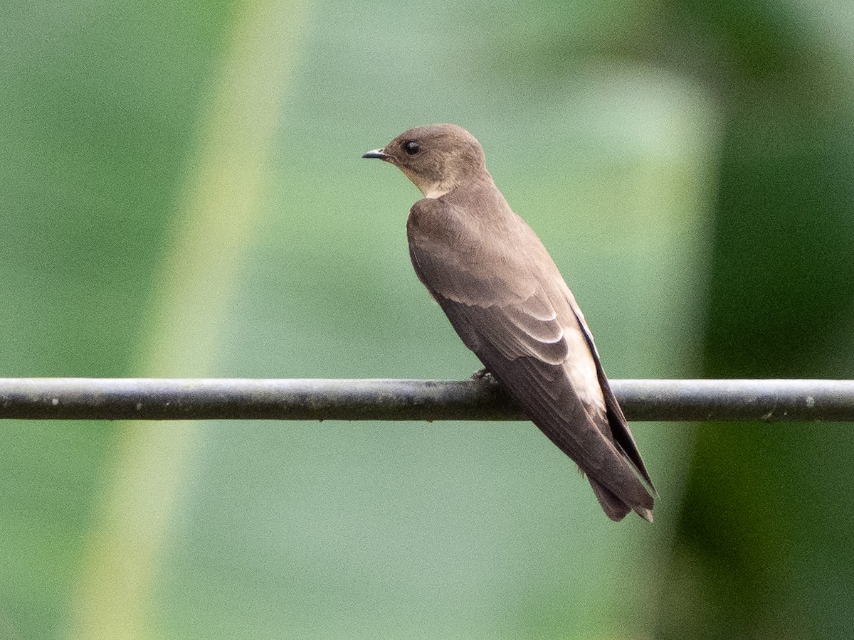 Hirondelle à gorge rousse - ML611323180