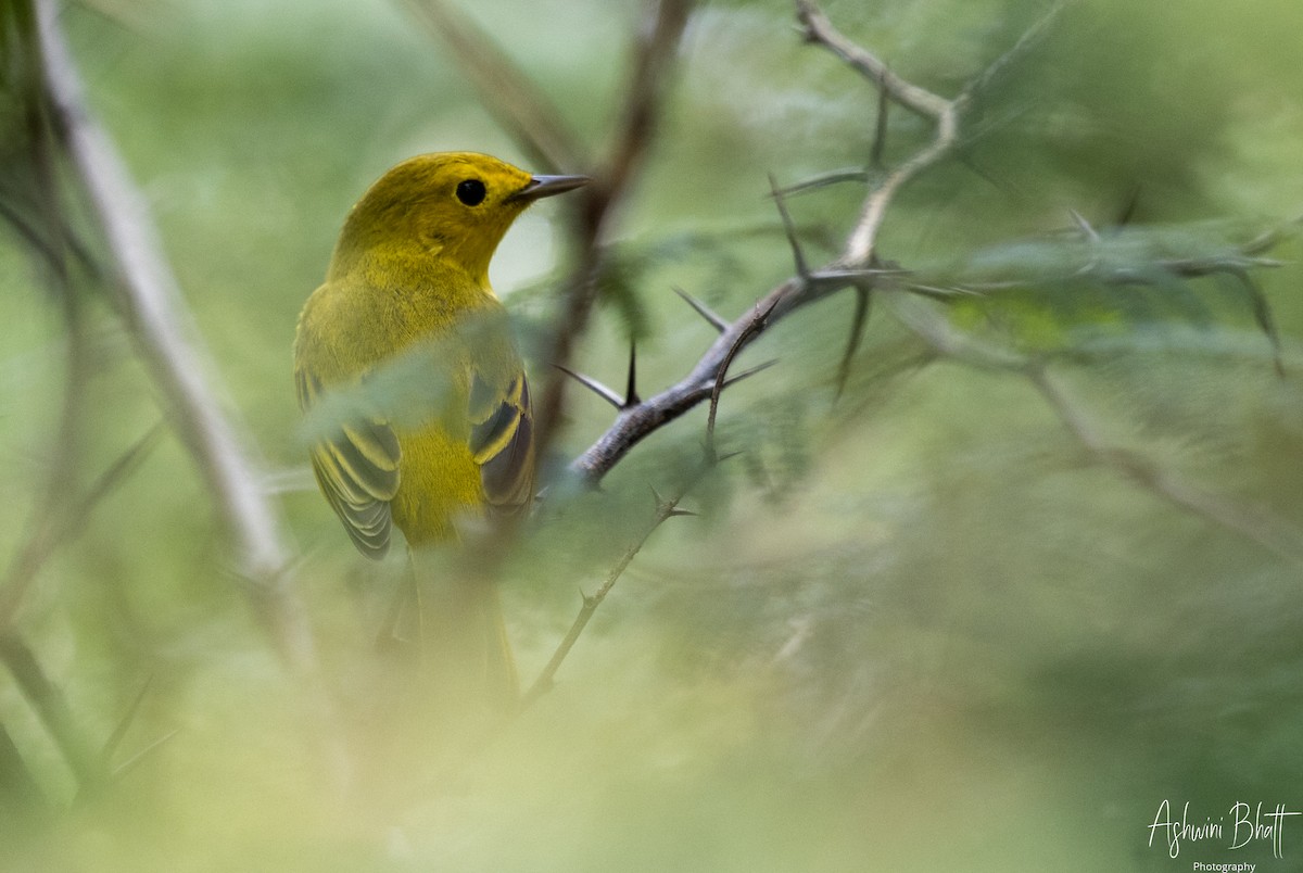 Yellow Warbler - Ashwini Bhatt