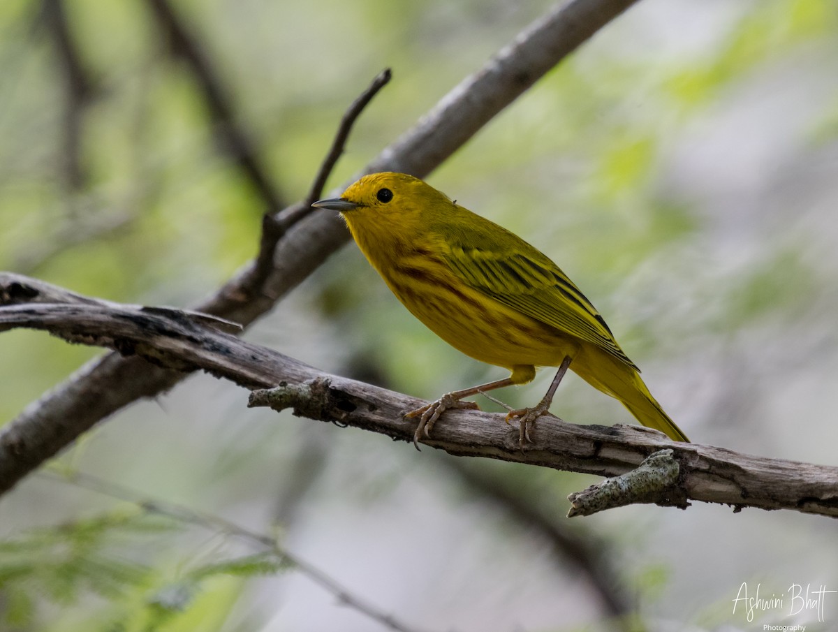 Yellow Warbler - Ashwini Bhatt