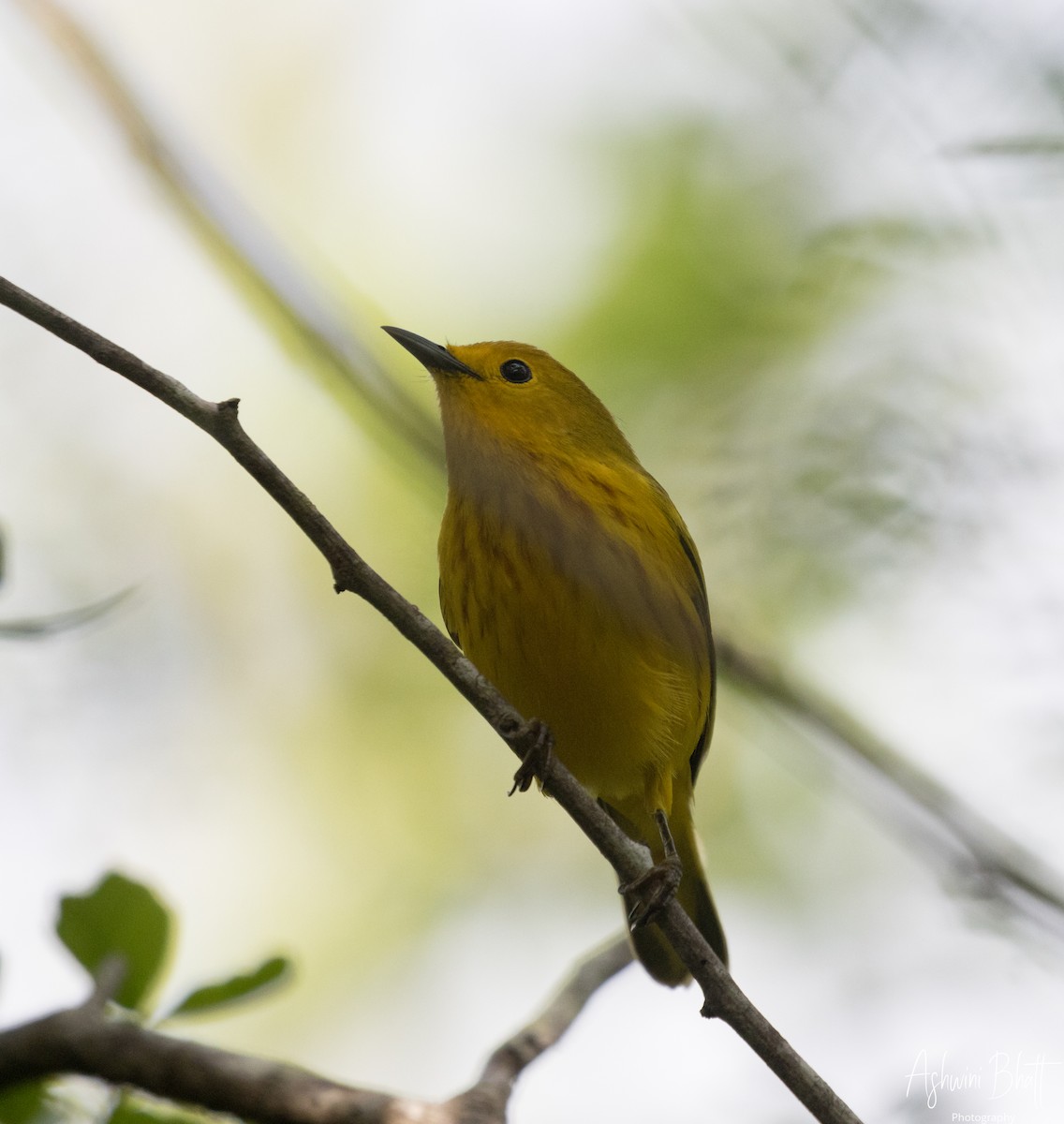 Mangrove Yellow Warbler - ML611323189