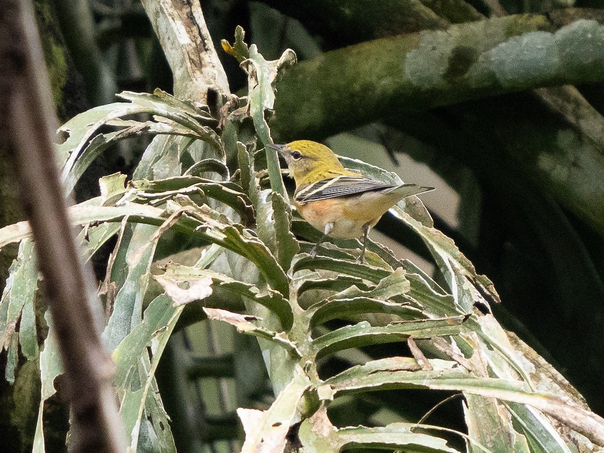 Bay-breasted Warbler - ML611323200