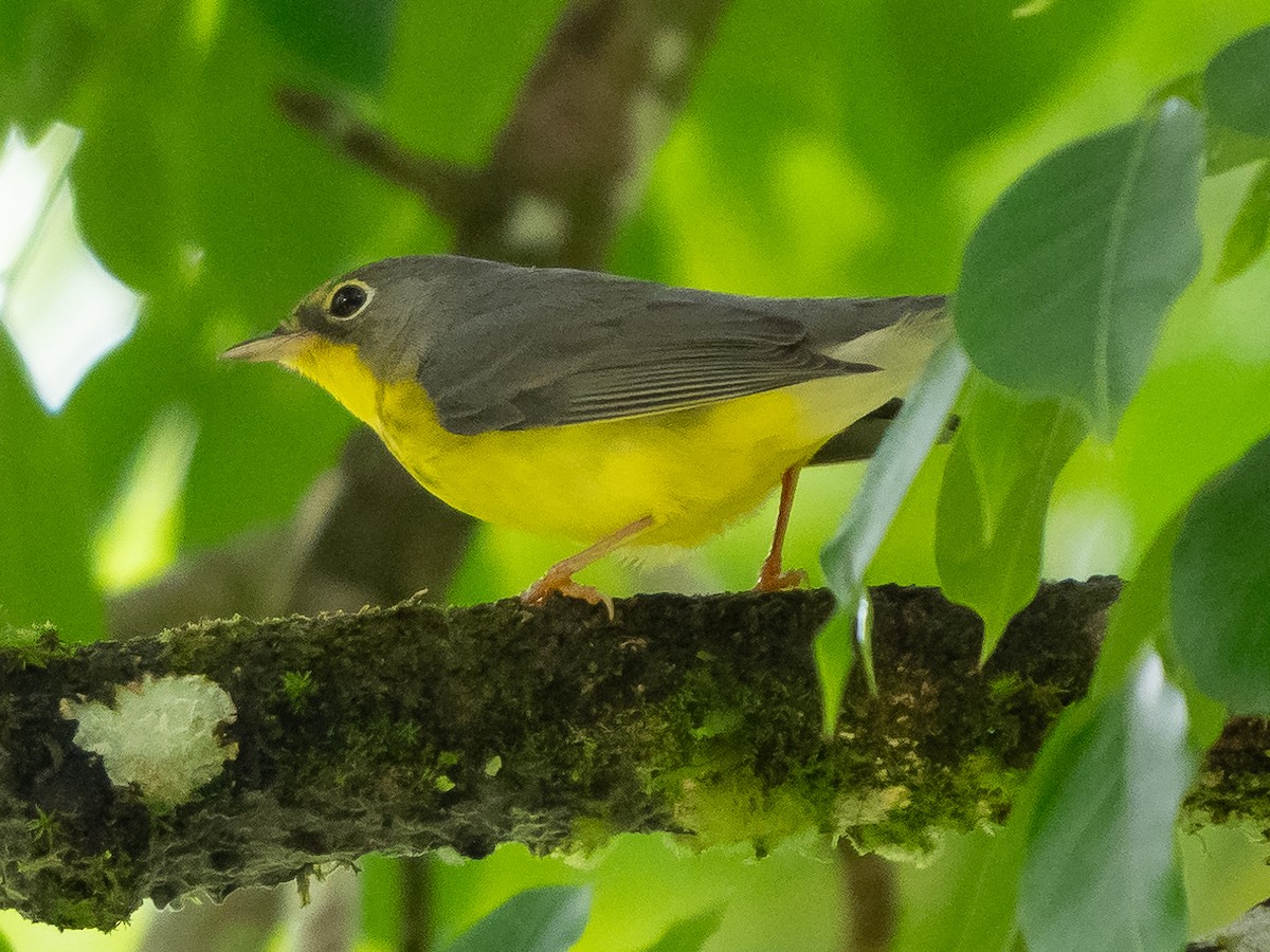 Paruline du Canada - ML611323202