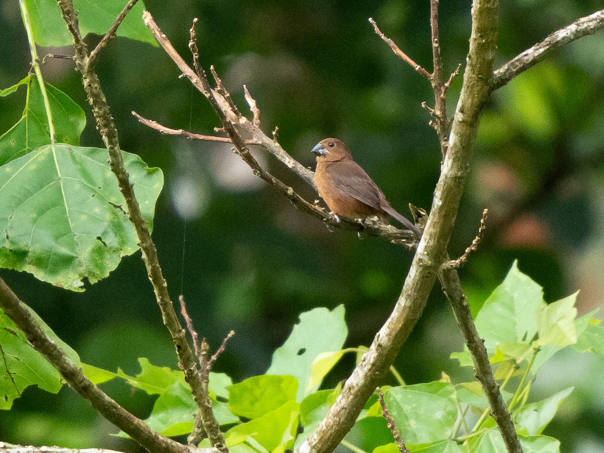 Thick-billed Seed-Finch - ML611323212