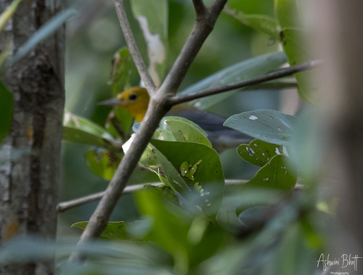 Prothonotary Warbler - Ashwini Bhatt