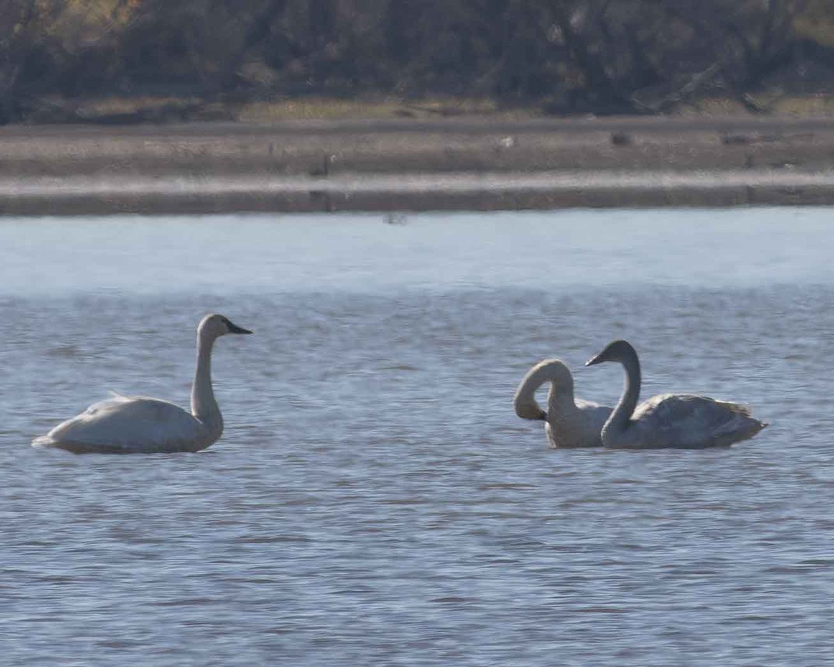 Tundra Swan - ML611323259
