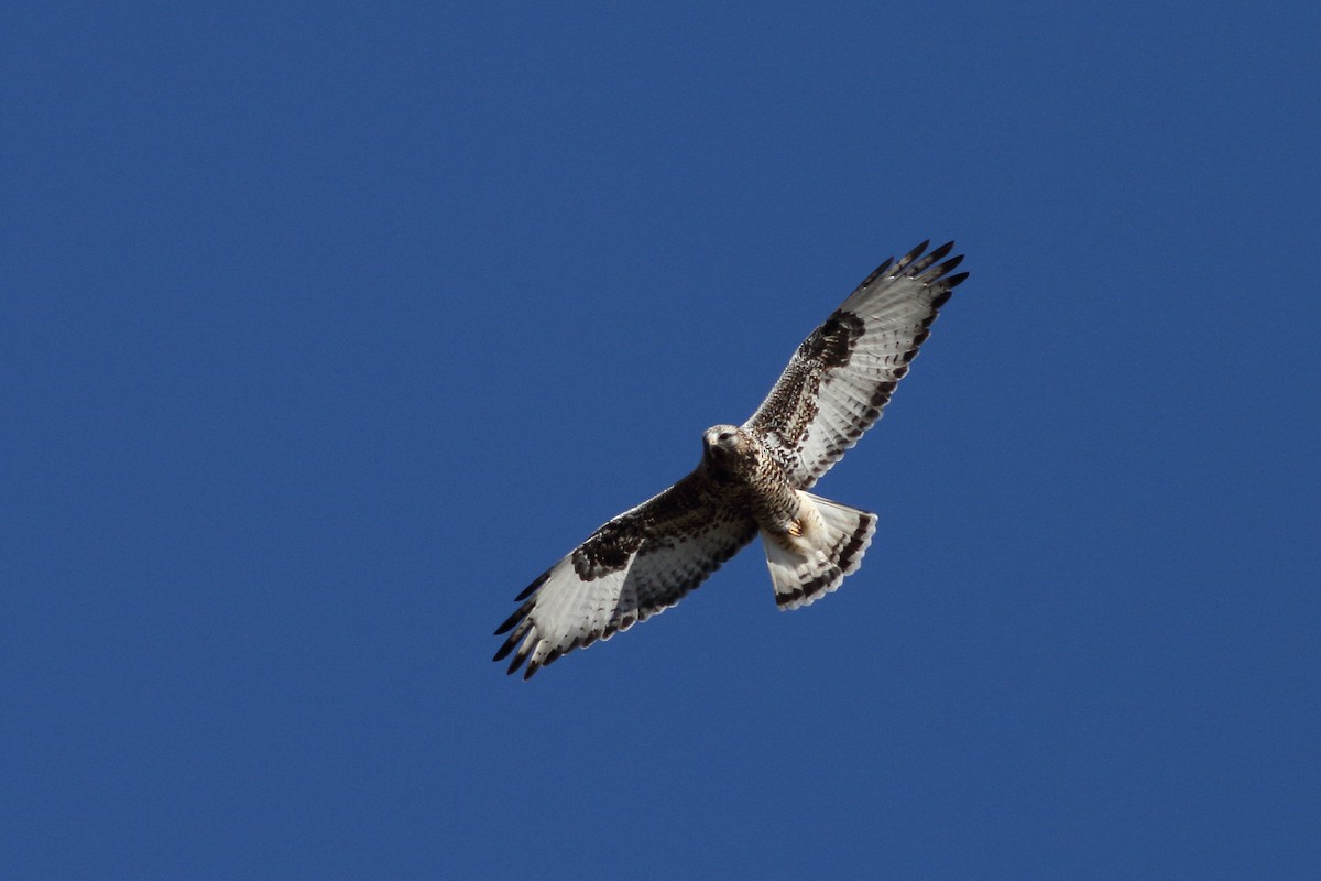 Rough-legged Hawk - Anonymous