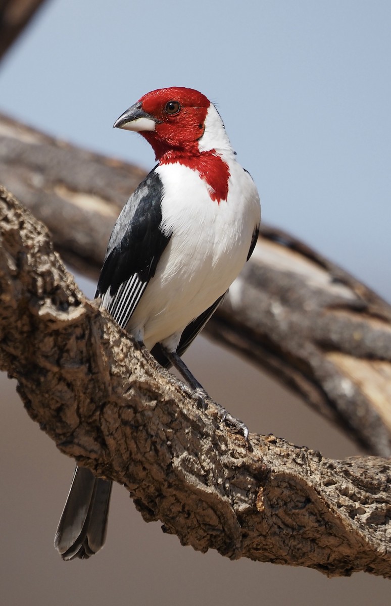 Red-cowled Cardinal - ML611323338