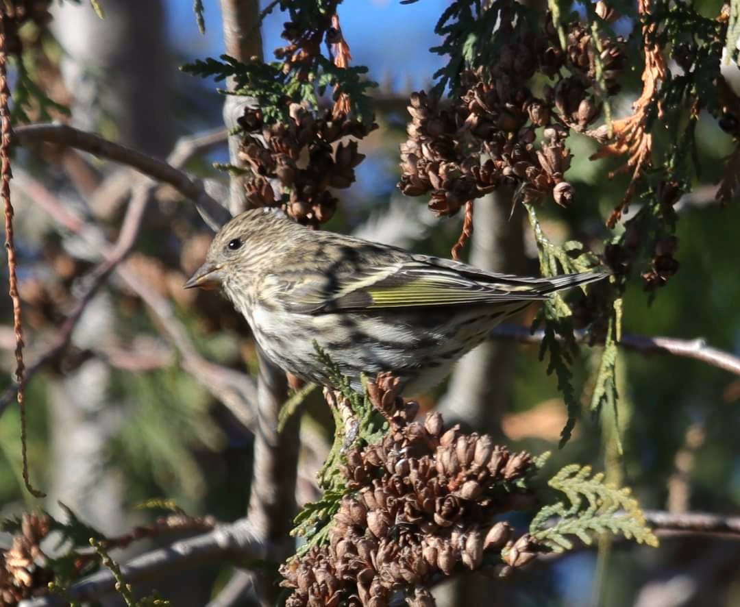 Pine Siskin - ML611323362