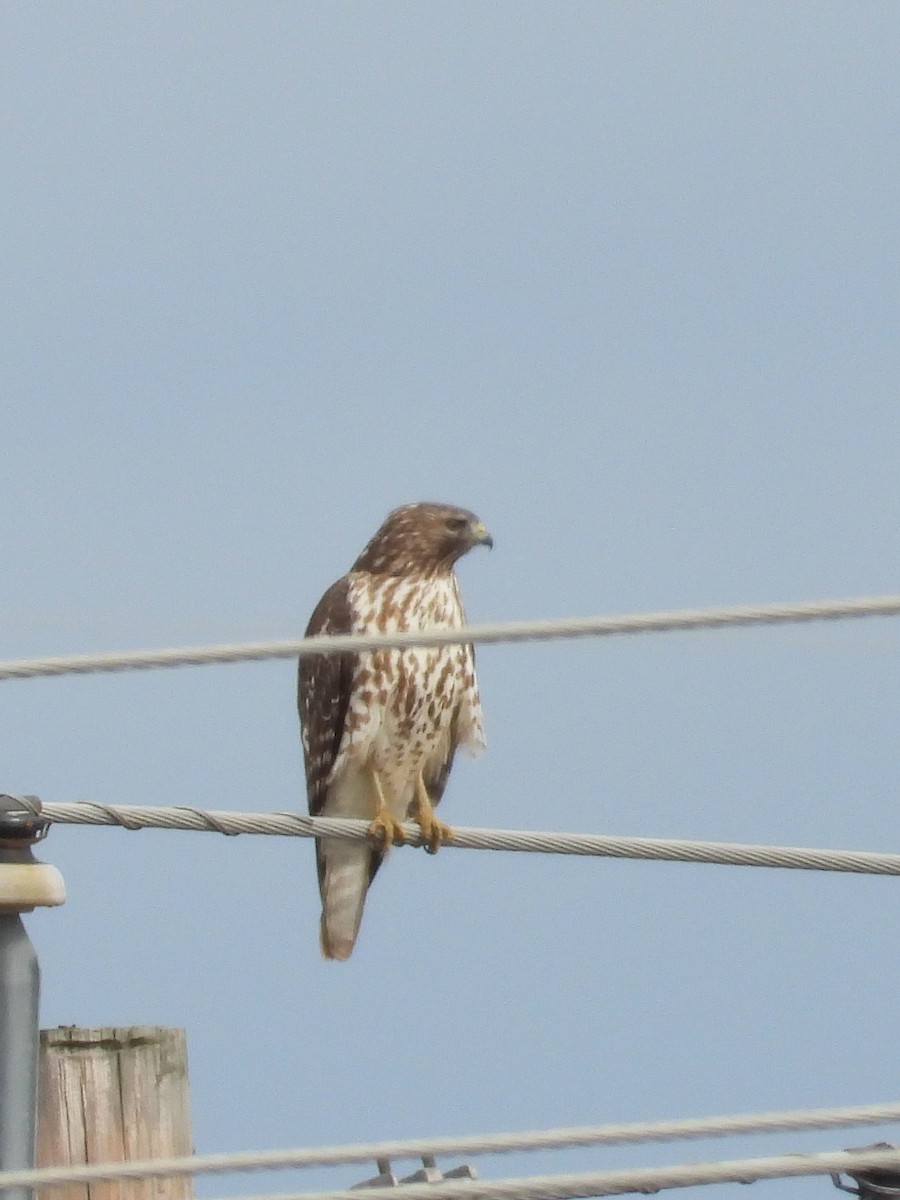 Red-shouldered Hawk - ML611323414