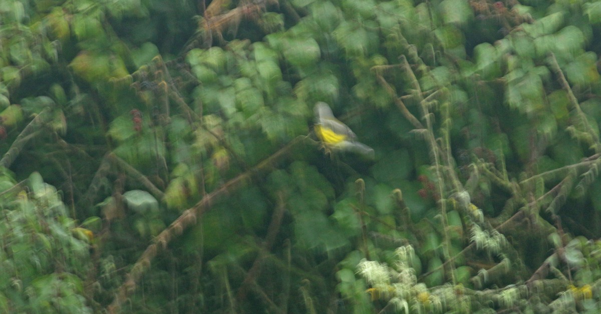 Magnolia Warbler - Andrew Steele