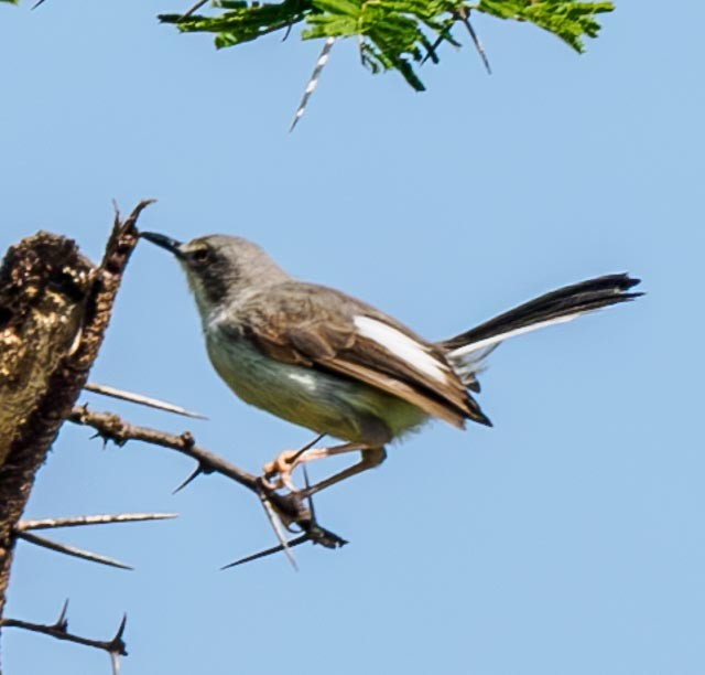 Karamoja Apalis - ML611323443