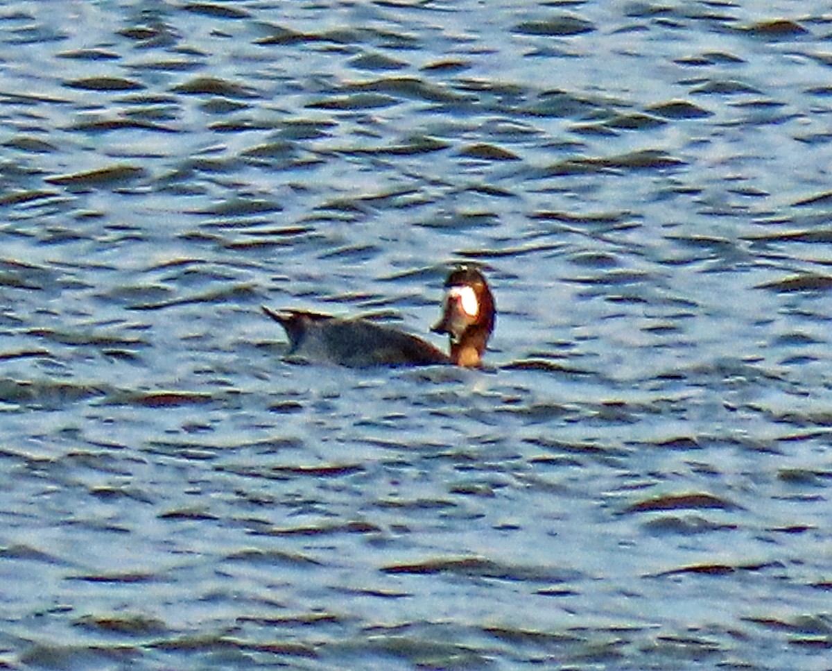 Lesser Scaup - JoAnn Potter Riggle 🦤