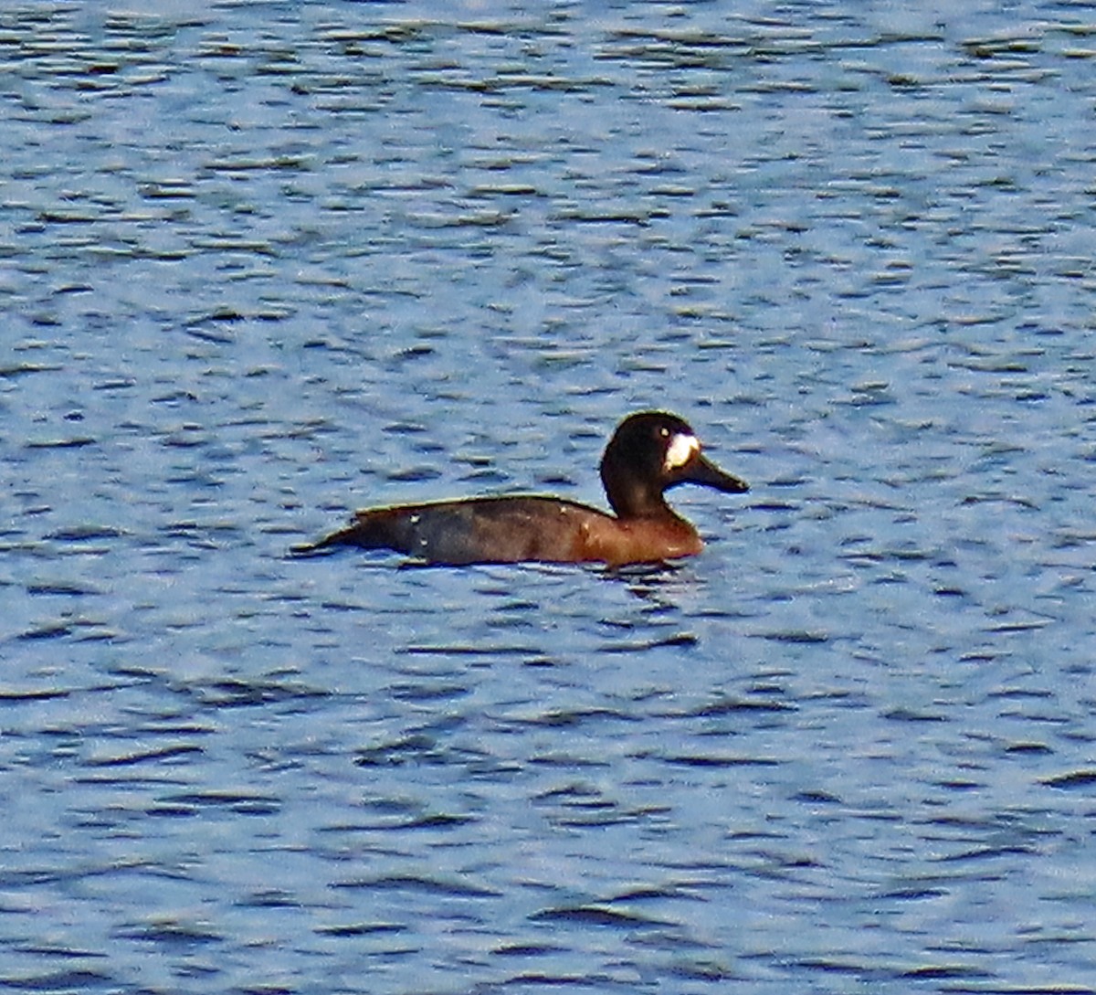 Lesser Scaup - ML611323446