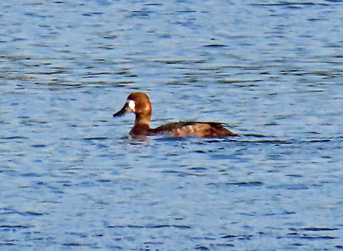 Lesser Scaup - ML611323448