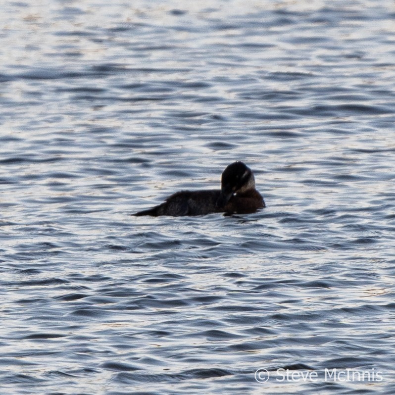 Maccoa Duck - Steve McInnis