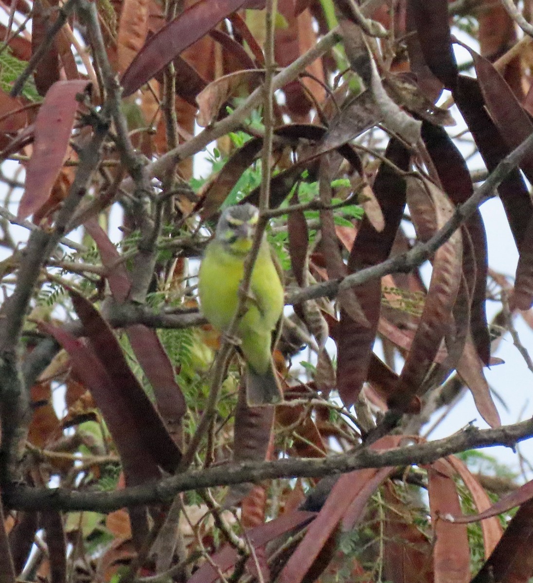 Yellow-fronted Canary - ML611323600