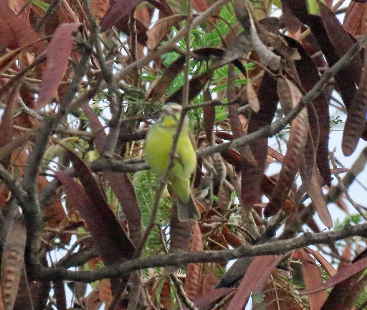 Yellow-fronted Canary - ML611323601