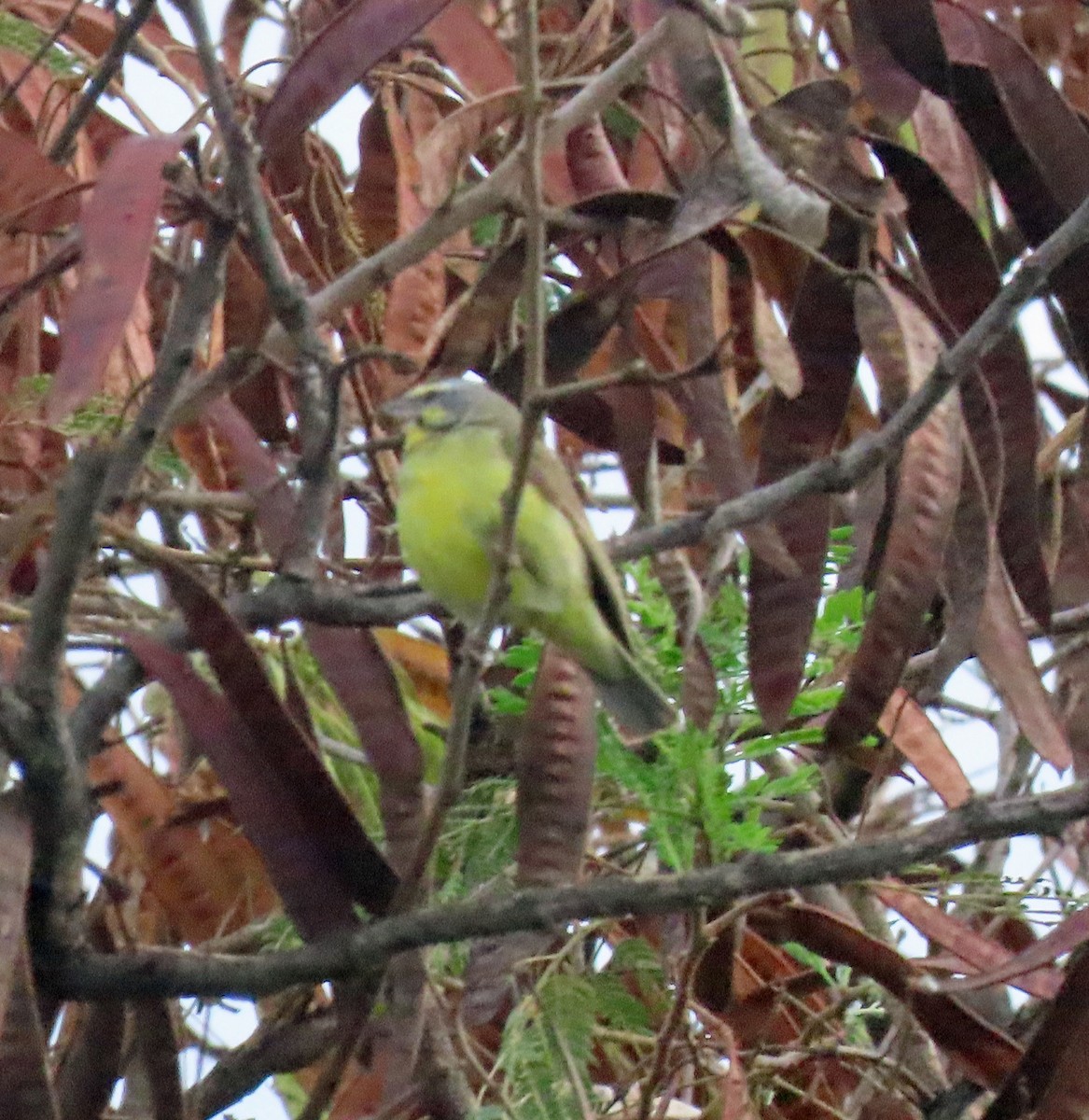 Yellow-fronted Canary - ML611323602