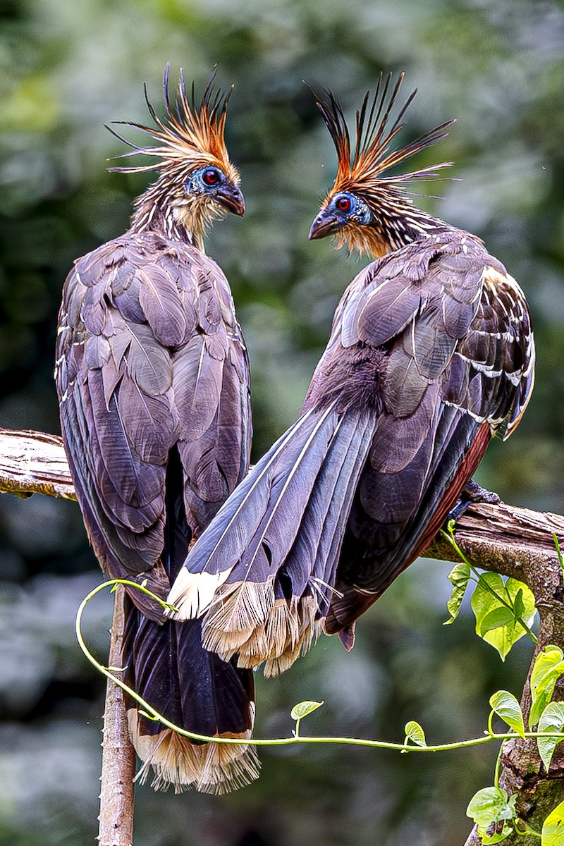 hoatzin - ML611323626