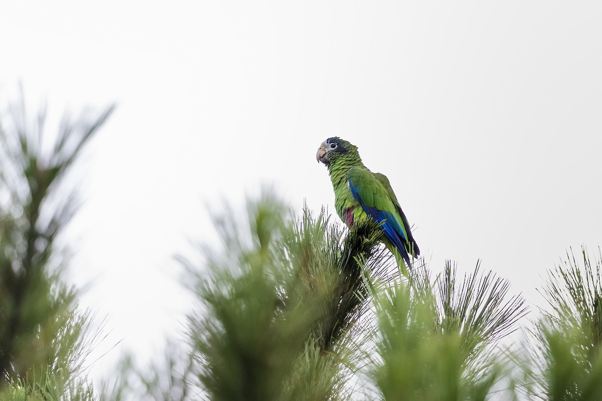 Hispaniolan Parrot - ML611323628