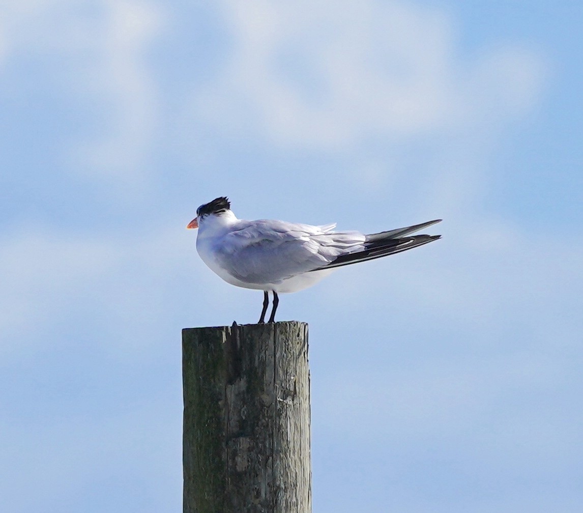 Royal Tern - ML611323638