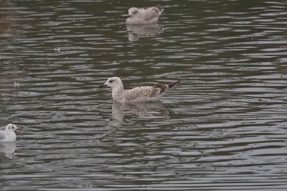 goéland sp. (Larus sp.) - ML611323685