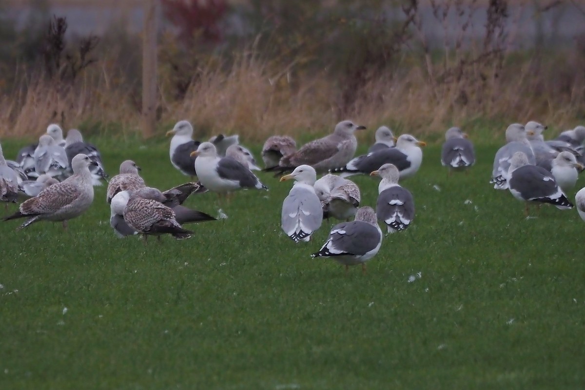 goéland sp. (Larus sp.) - ML611323688