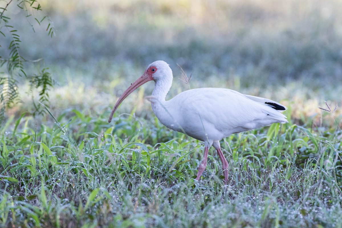 ibis bílý - ML611323701